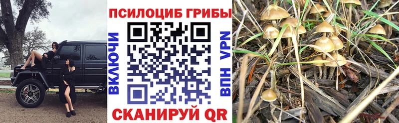 Псилоцибиновые грибы мицелий Орёл